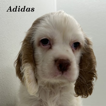 puppy, for, sale, Cocker Spaniel, Joe & Cherri  Overlease, dog, breeder, Miller, MO, dog-breeder, puppy-for-sale, forsale, nearby, find, puppyfind, locator, puppylocator, aca